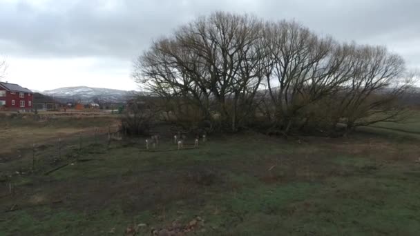 Deer under a tree in field — Stock Video