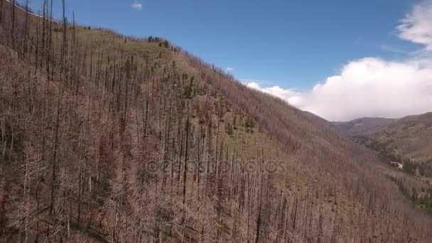 Brända träd efter en stor skogsbrand — Stockvideo