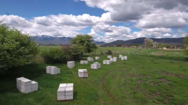 Пчелиные коробки в поле — стоковое видео