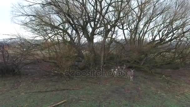 Kudde herten onder een boom in veld — Stockvideo