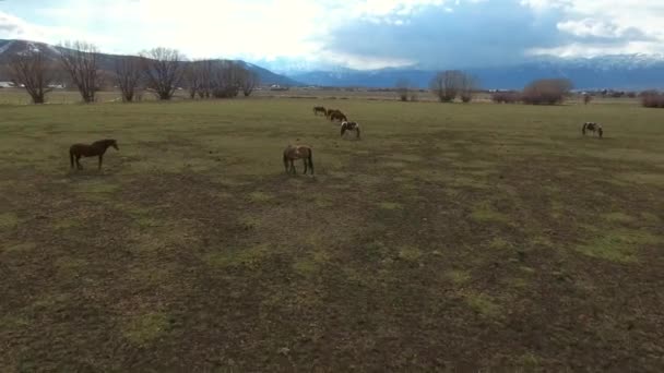 Hästar betar på gräs — Stockvideo
