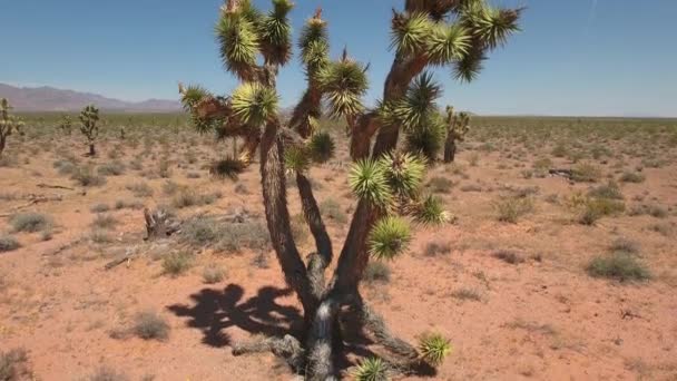 Dry hot desert in Nevada — Stock Video