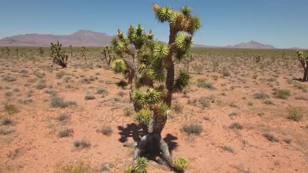 Trockene heiße Wüste in Nevada — Stockvideo