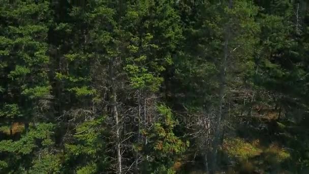 カラフルな山腹の森 — ストック動画