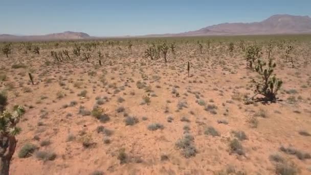 Desierto seco y caliente en Nevada — Vídeo de stock