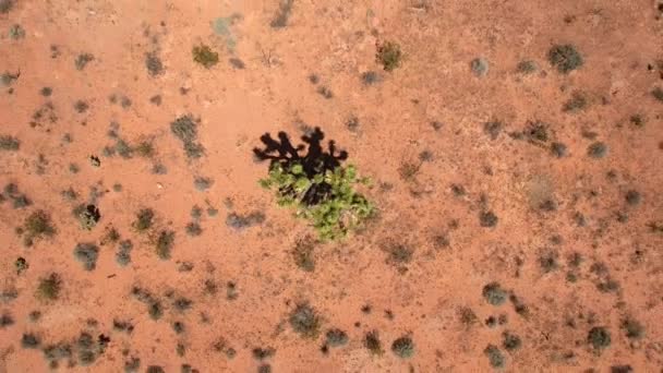 Сухая горячая пустыня в Неваде — стоковое видео
