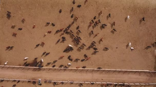 Koeien wandelen in stockyard — Stockvideo