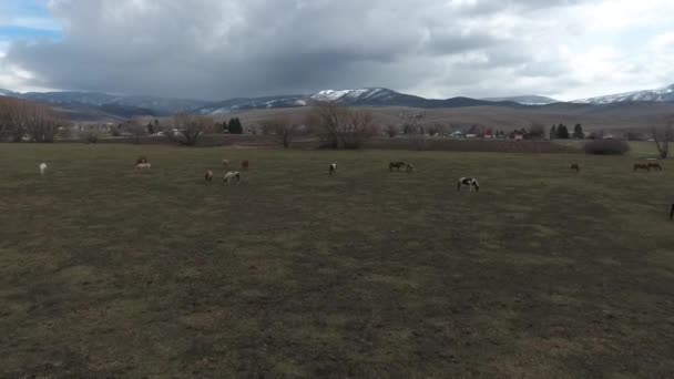 Коні пасуться на траві — стокове відео