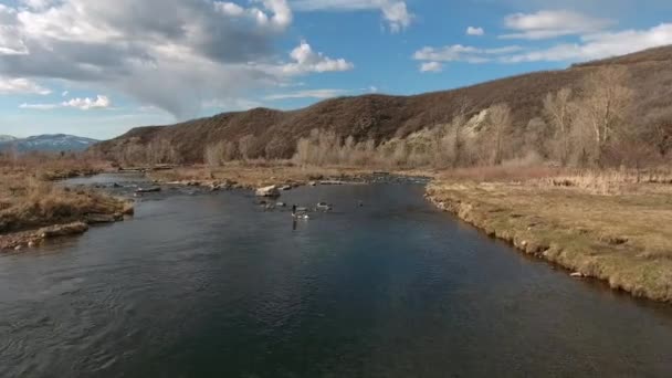 Kanadské husy létání nad řekou — Stock video