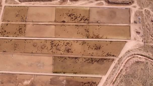 Vacas caminando en corral — Vídeos de Stock