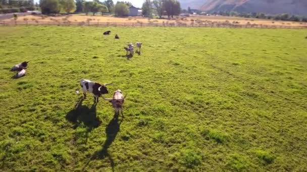 Красивый техасский длиннорогий скот — стоковое видео