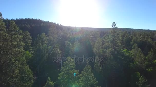 Mooie hoge pijnbomen op een berg — Stockvideo