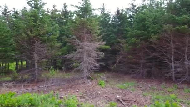 Товсті соснові дерева в лісі та полях — стокове відео