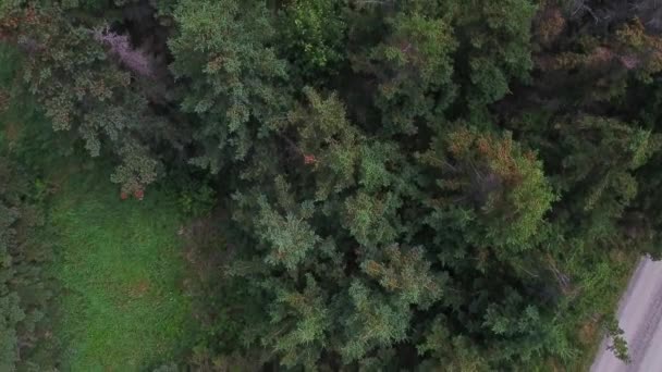 森林中的松树 — 图库视频影像