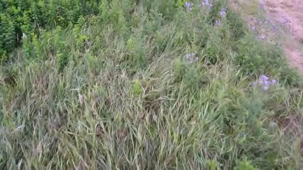 Aerial reser sköt över gräs och blommor — Stockvideo