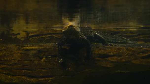 Aligátor odpočívá v okraji vody — Stock video