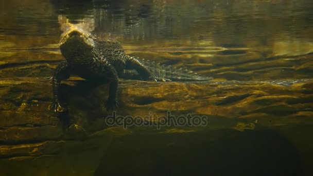 Alligator ruht im Wasser — Stockvideo