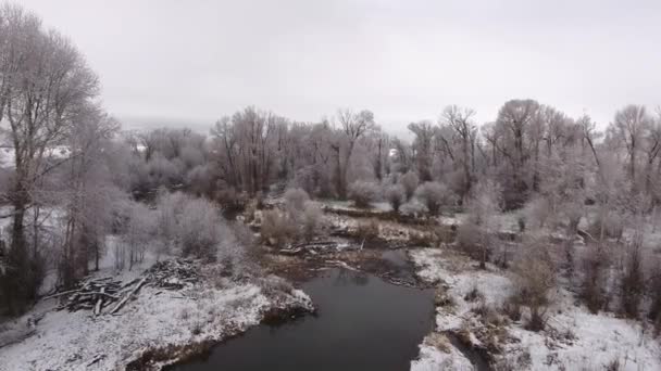 Hermoso río nevado y árboles altos — Vídeo de stock