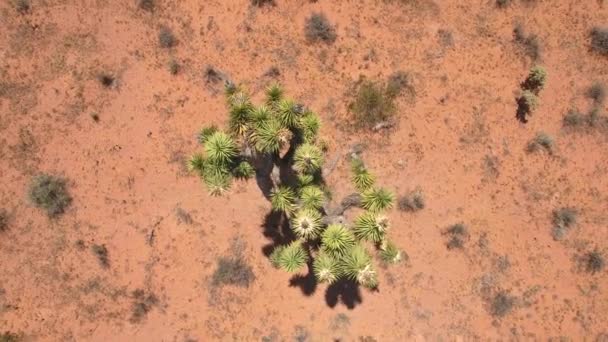 네바다에서 건조 뜨거운 사막 — 비디오