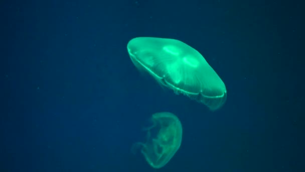 Медузы плавают в воде — стоковое видео