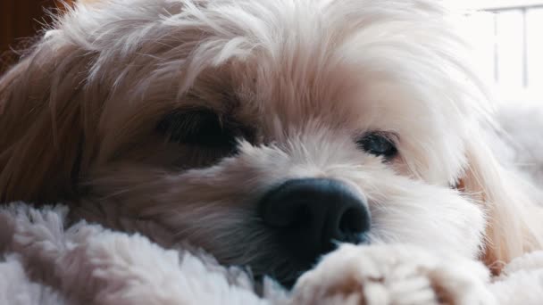 Собака (какапу), отдыхающая в своей постели — стоковое видео