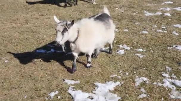 Pygmy getter på ett litet land gård — Stockvideo