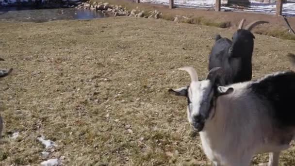 侏儒山羊在小乡村农场 — 图库视频影像