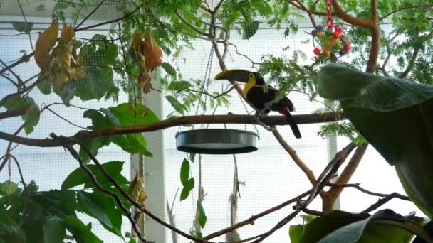 Bir şey bir hayvanat bahçesinde yemek bir toucan — Stok video