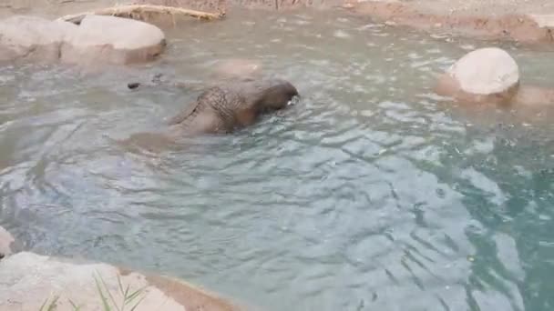 Un elefante tomando un baño en el zoológico — Vídeo de stock