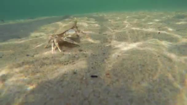 Granchio che cammina nella sabbia sulla spiaggia — Video Stock