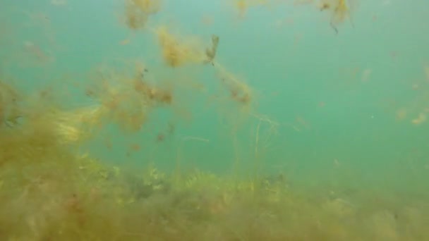 Een onderwater bewegende schot van drijvende vegetatie van de zee — Stockvideo