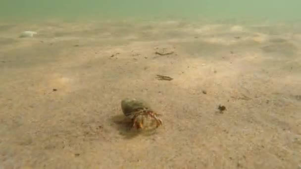 Krabba gå i sanden på stranden — Stockvideo