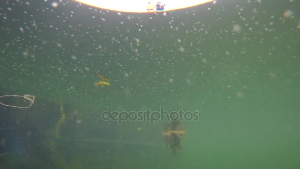 Alghe galleggianti sotto la superficie di un lago — Video Stock
