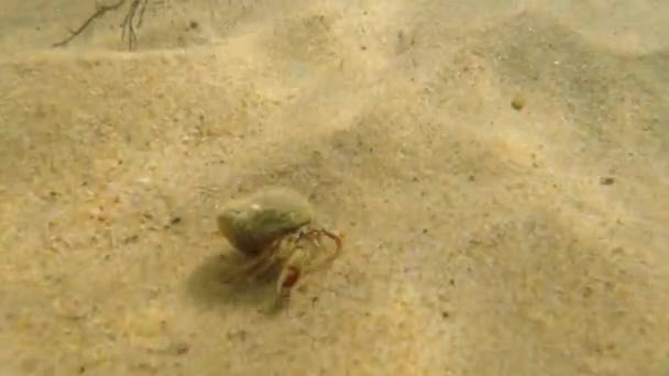 Crabe marchant dans le sable sur la plage — Video
