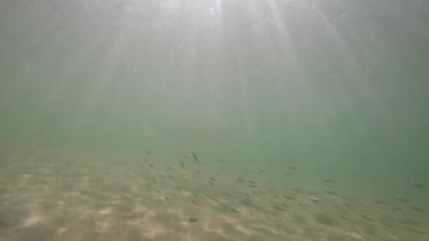 Fish swimmng above sand on beach — Stock Video