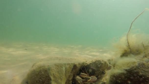 Aragosta che cammina nella sabbia sulla spiaggia — Video Stock