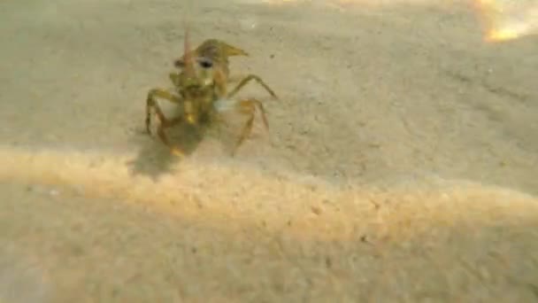 Kreeft lopen in zand op strand — Stockvideo