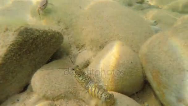 Kreeft lopen langs het zandstrand verdieping van de Oceaan — Stockvideo