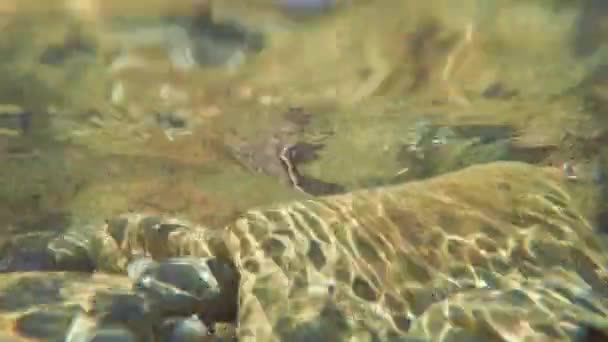 Rocce e vegetazione oceanica sulla riva — Video Stock