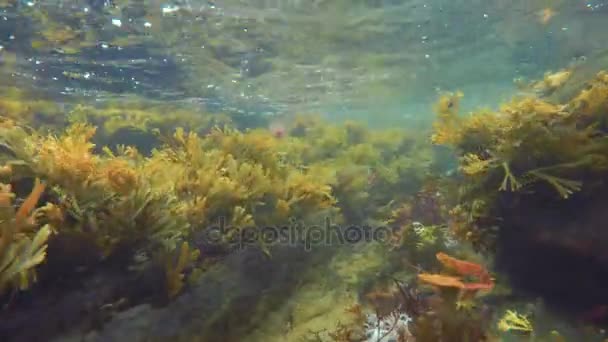 Meeresvegetation bewegt sich mit Meeresströmung — Stockvideo