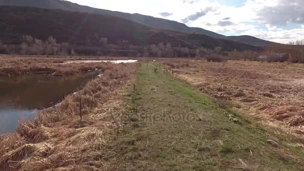 湿地湿地で飛ぶカナダヅル クレーン — ストック動画