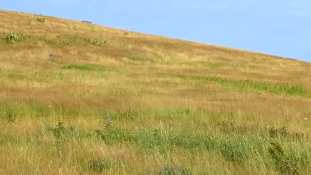 Beautiful golden grass — Stock Video