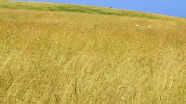 Mooie gouden gras — Stockvideo
