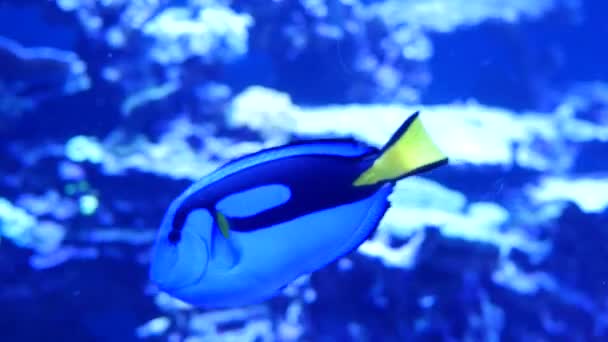 Риба плаває у великому акваріумі — стокове відео
