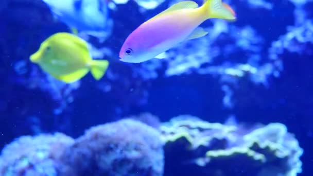 Fish swimming in large aquarium — Stock Video