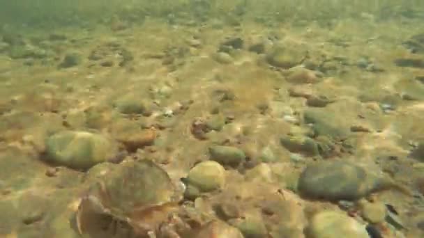 Krabba gå i sanden på stranden — Stockvideo
