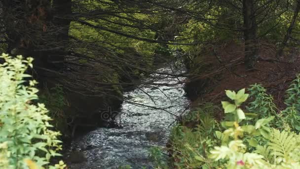 Поток, проходящий через зеленый лес — стоковое видео
