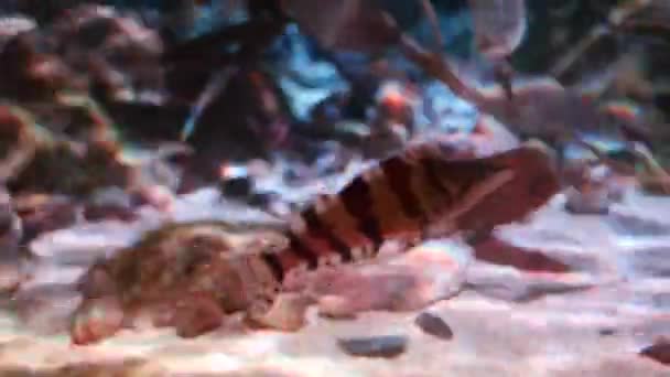 Onderwater schot van prachtige tropische vissen — Stockvideo
