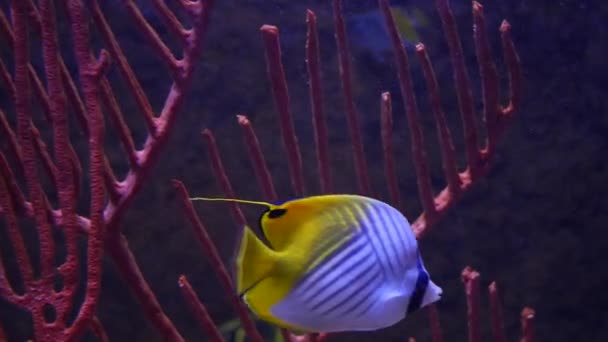 Plavání v oceánu tropické ryby — Stock video
