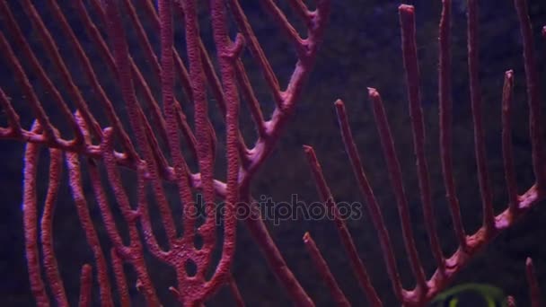 Fishes swimming in tropical ocean — Stock Video